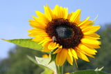 Bienenfreundliche Pflanzen - Sonnenblume