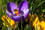 Bienenfreundliche Pflanzen - Krokus
