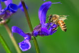 Bienenfreundliche Pflanzen - Salbei