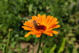 Bienenfreundliche Pflanzen - Ringelblume