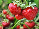 Erdbeeren pflanzen
