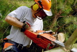 Baum fällen – Äste absägen