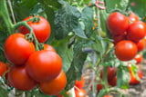 Tomaten