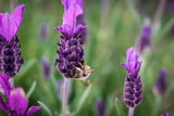 Bienenfreundliche Pflanzen - Lavendel