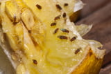 Fruchtfliegen