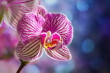 Orchideenblüte