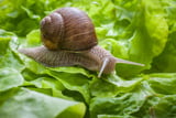 Schnecke