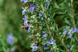 Bienenfreundliche Pflanzen - Rosmarin