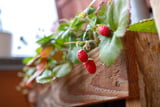 Erdbeeren auf dem Balkon