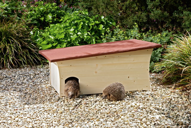 Igel