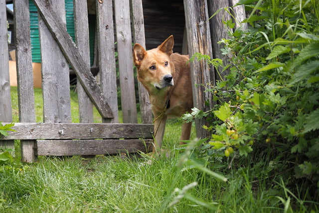 Hund im Garten