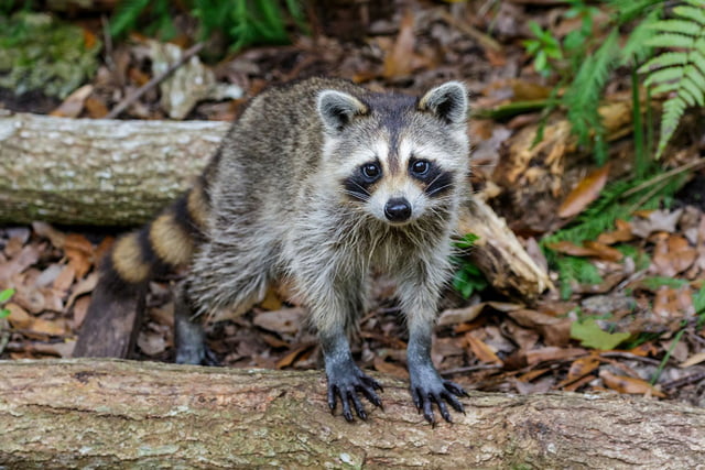 Waschbär