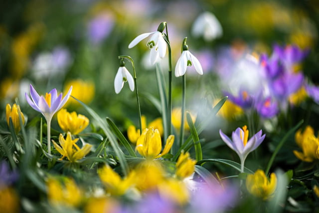 Garten im April