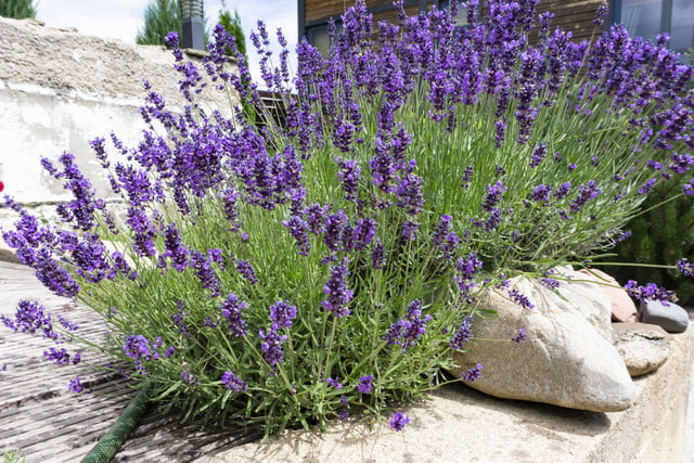Lavendel