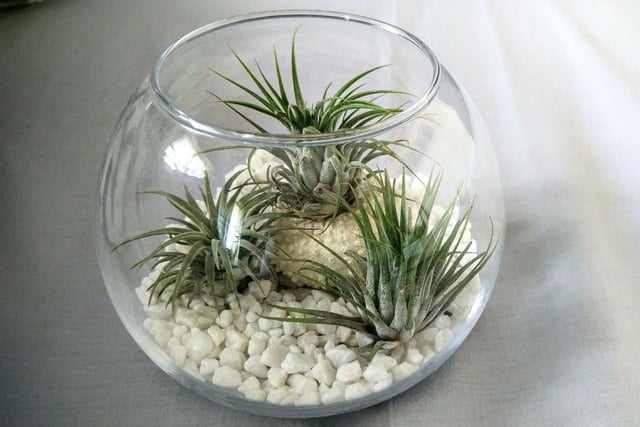 Tillandsien im runden Glas
