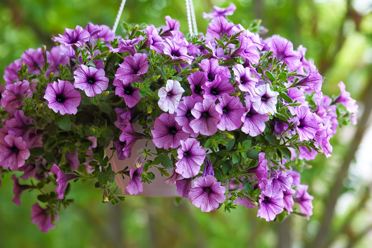 Petunie in Hängeampel