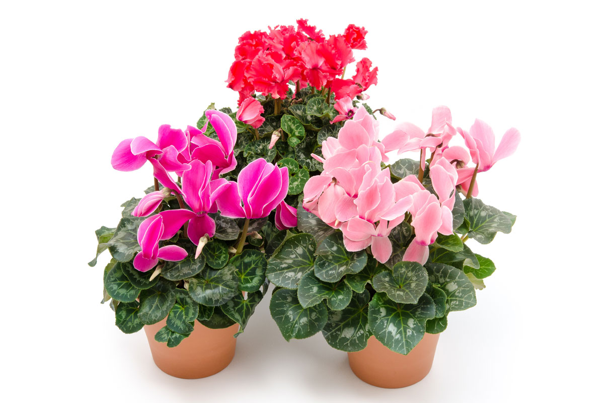 Alpenveilchen in verschiedenen Farben