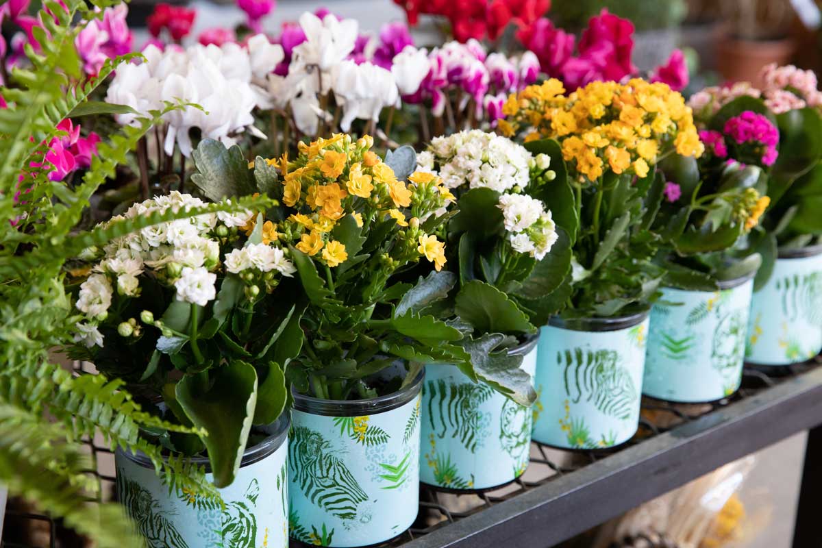 Flammendes Käthchen