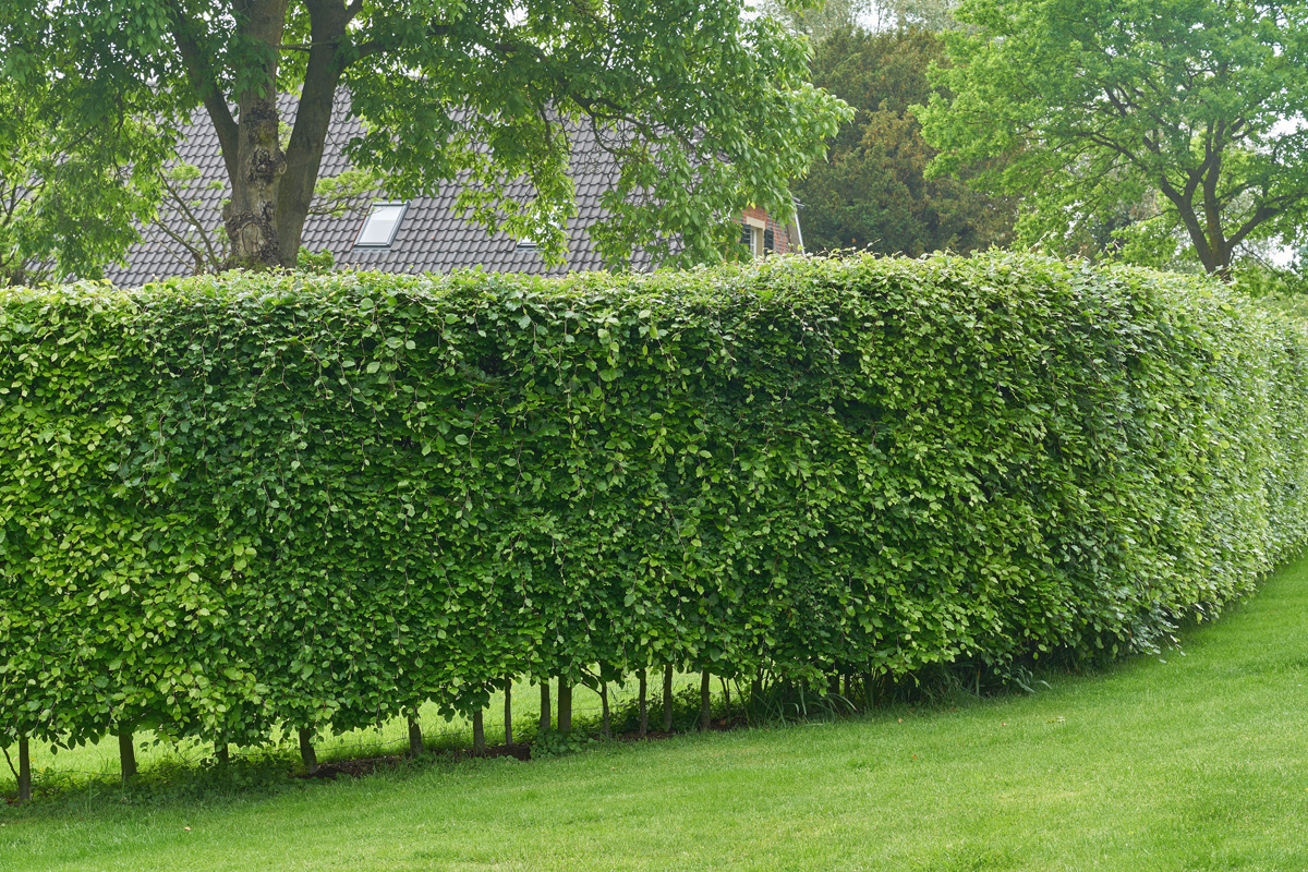 Sichtschutzhecken mit Hainbuche