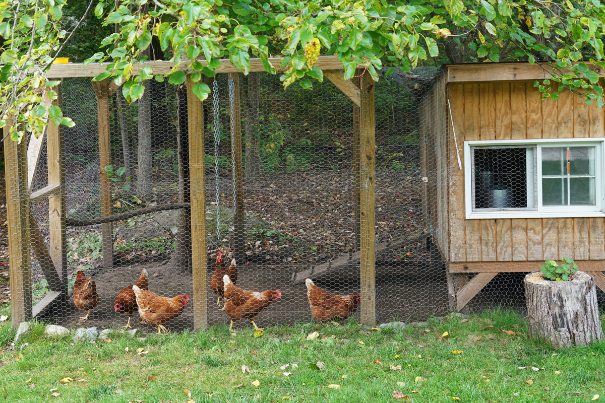 Hühnerstall bauen – Auslauf