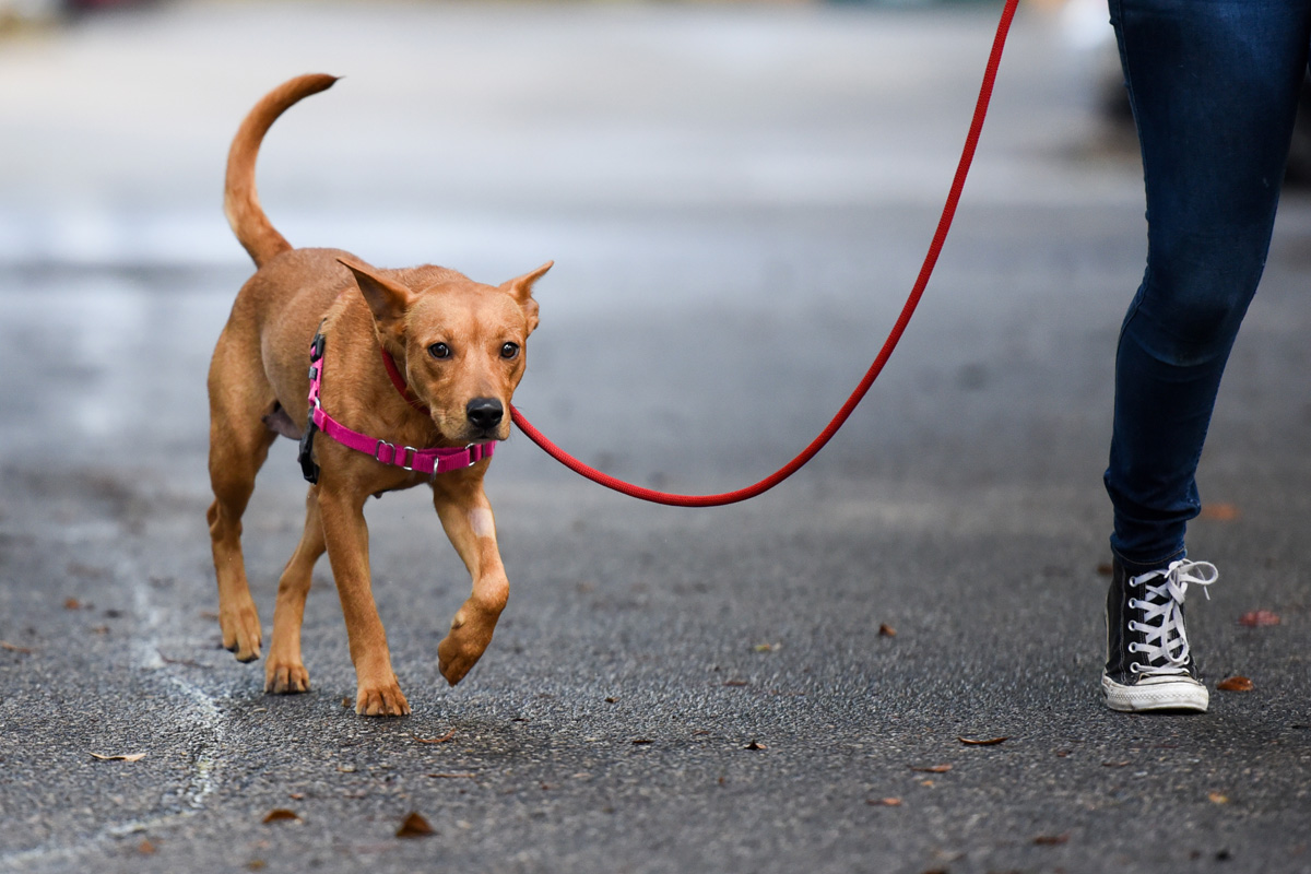 Hundeleine selber machen