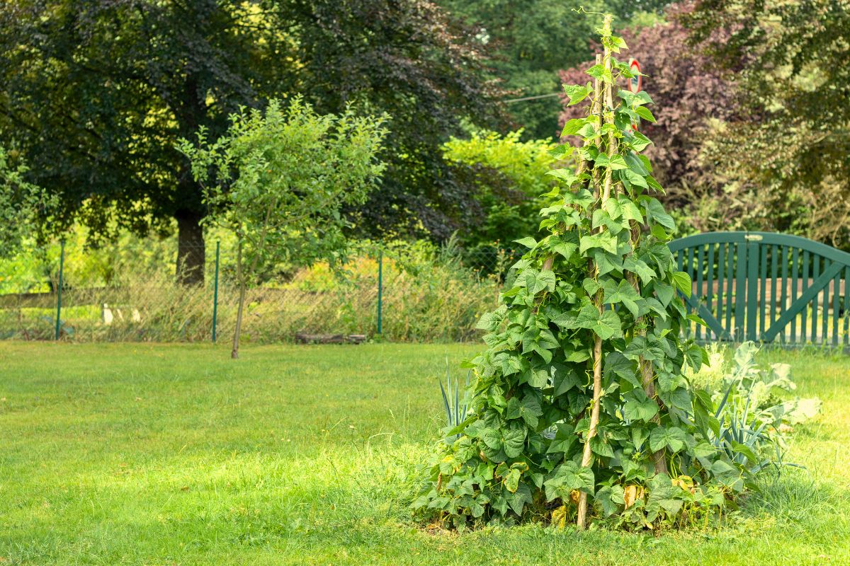 Rankhilfe aus Bohnen –  Bohnenzelt bewachsen