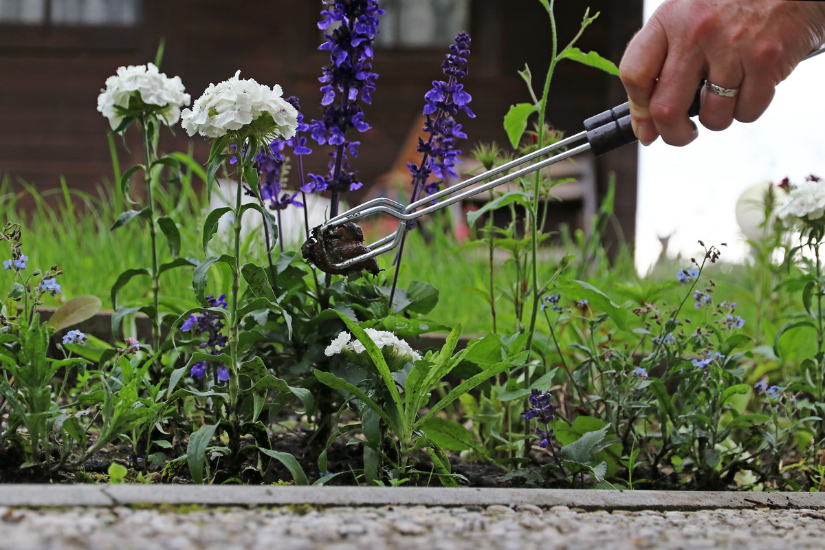Schnecken absammeln