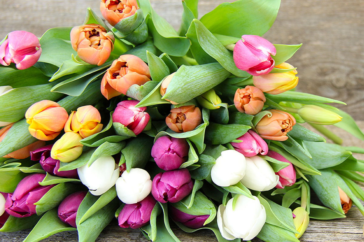 Geschlossene Tulpen-Blüten