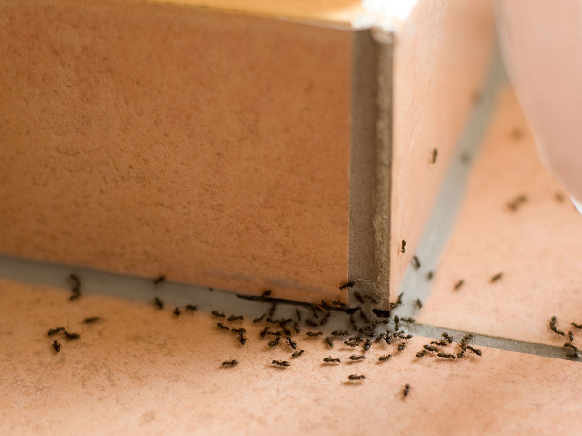Ameisen im Haus bekämpfen